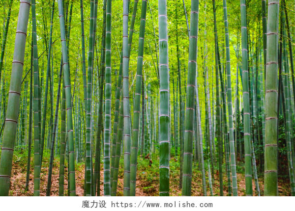 绿色竹林清凉竹海竹子背景图片